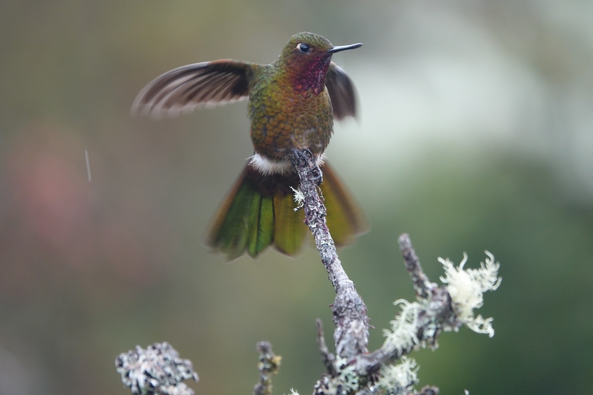 kolibřík rudohrdlý - ML463153861