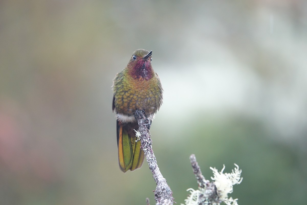 kolibřík rudohrdlý - ML463154101