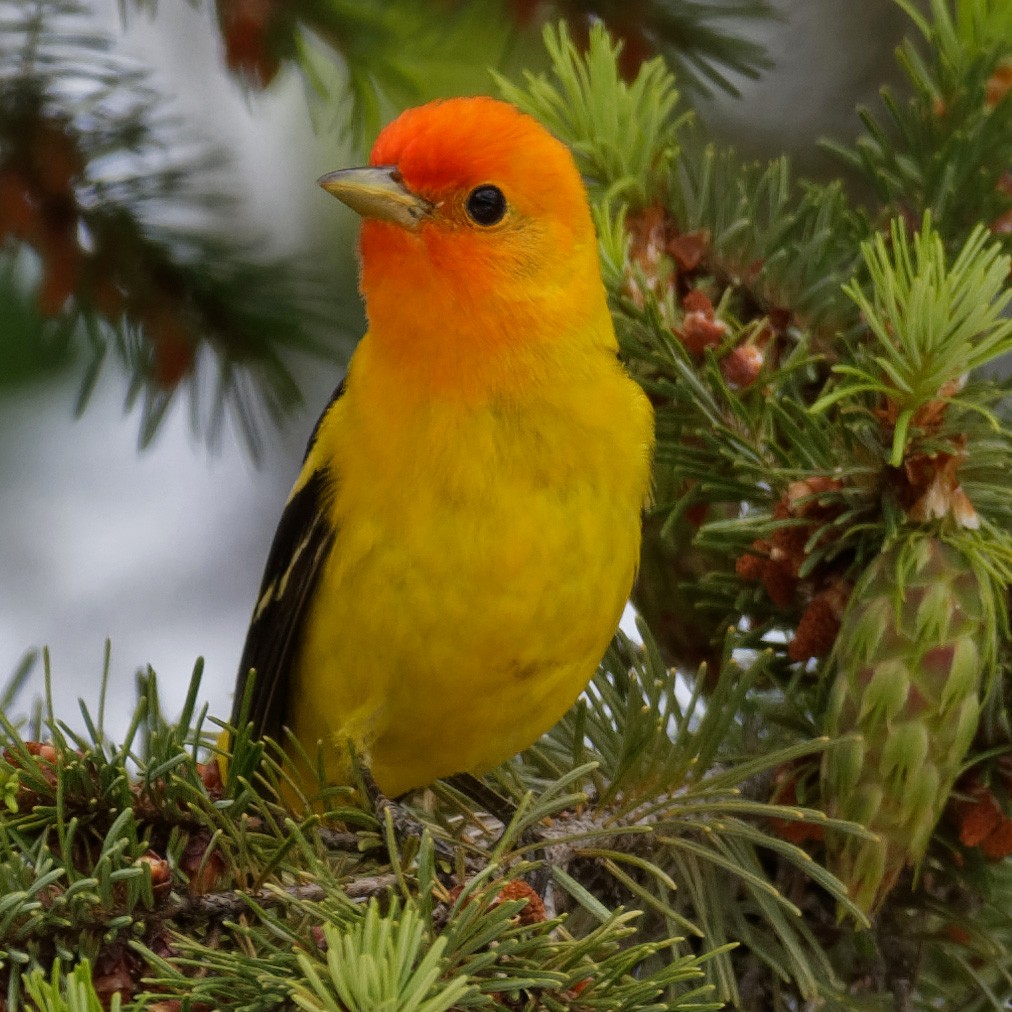 Western Tanager - ML463154351