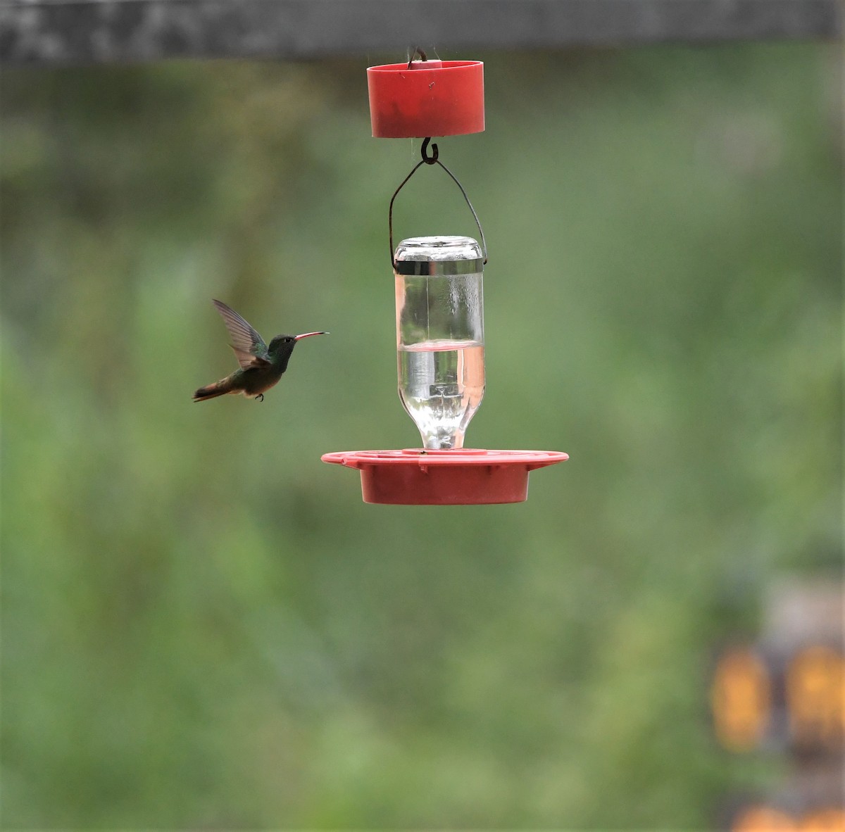 Buff-bellied Hummingbird - ML46315461