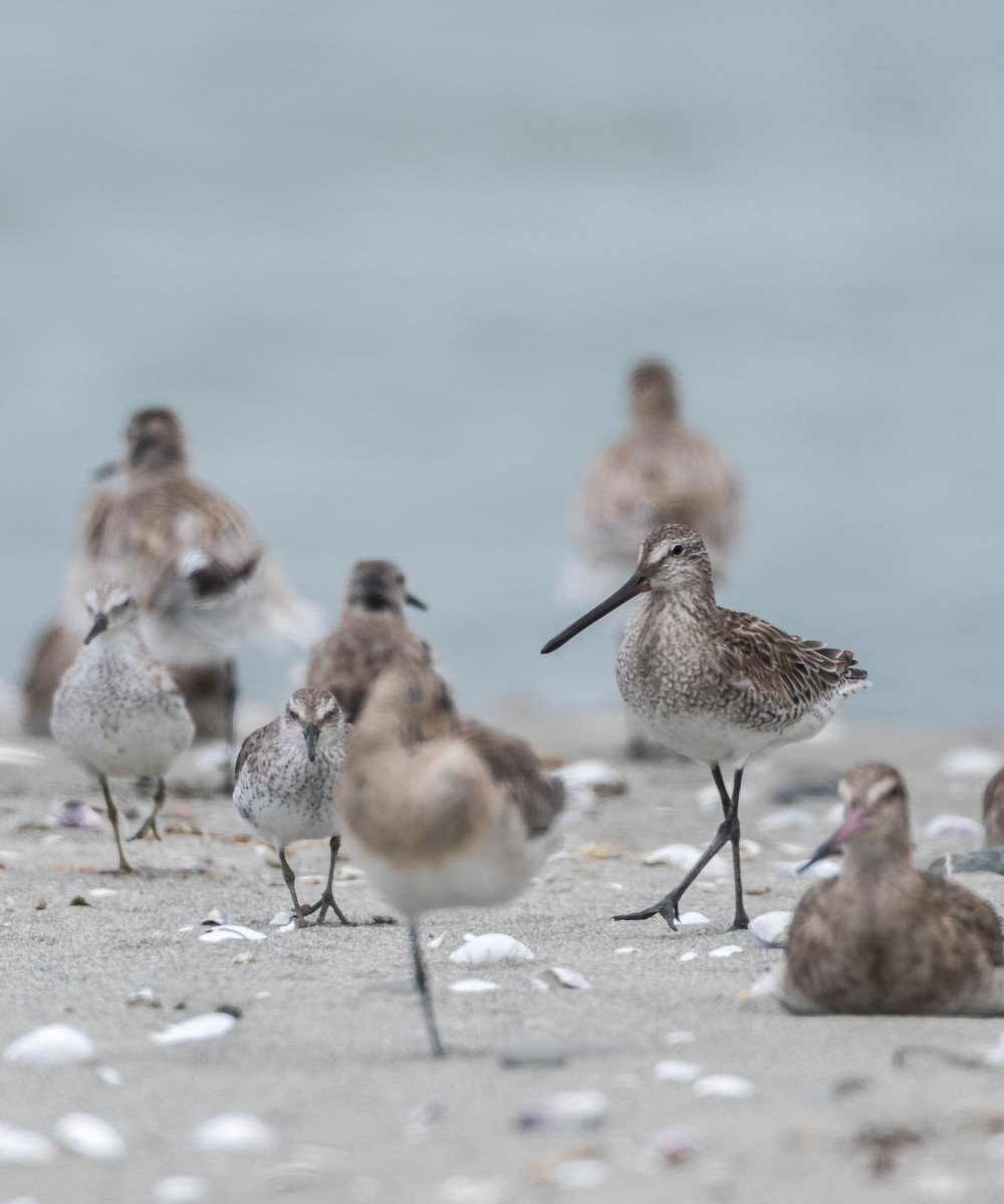 Asian Dowitcher - ML46315561