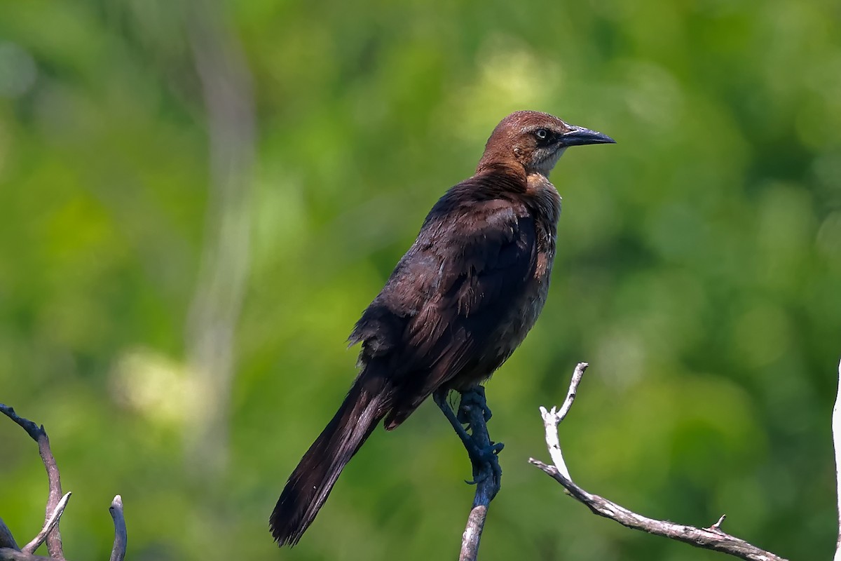 Boat-tailed Grackle - ML463157691