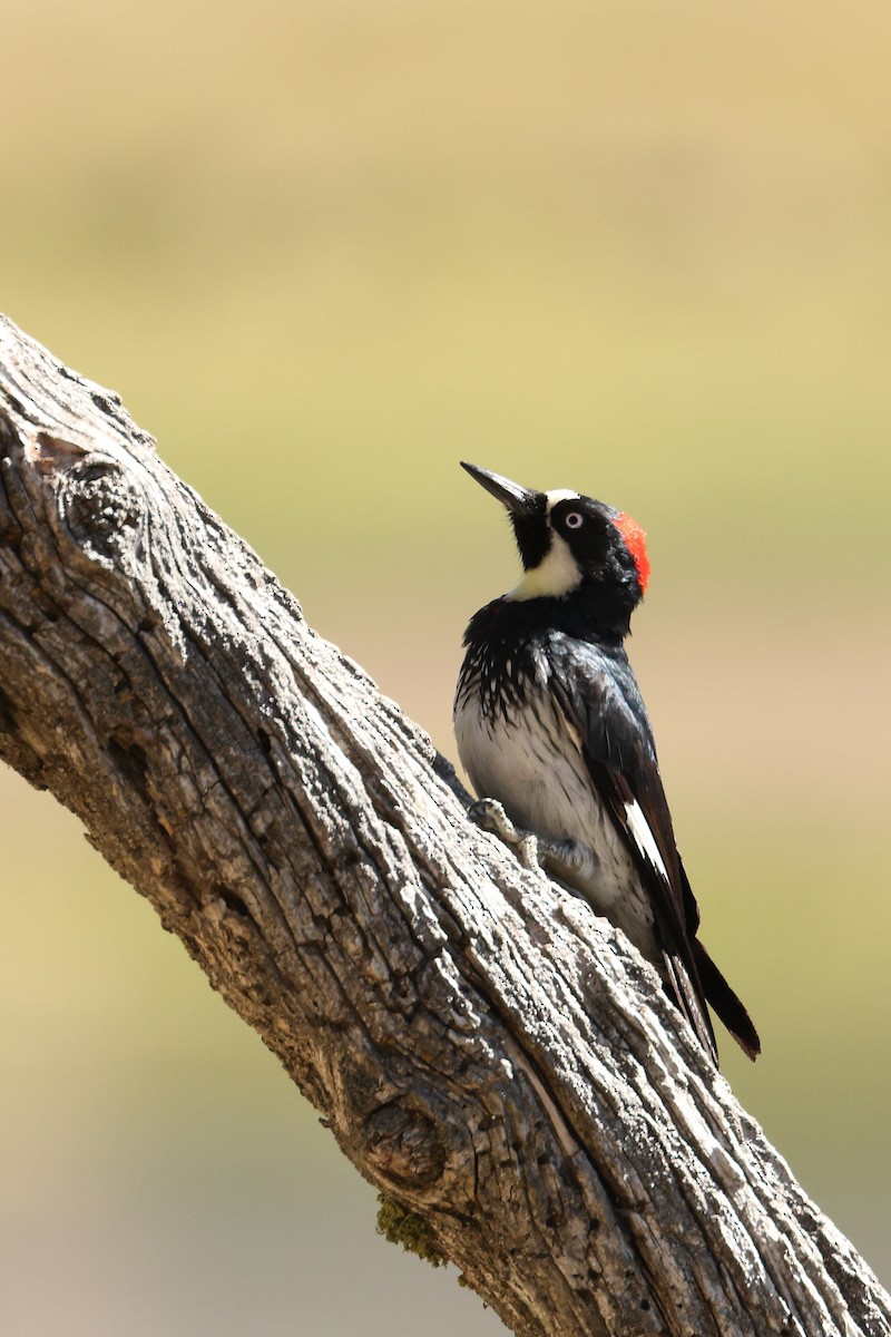 Acorn Woodpecker - ML463159921