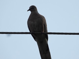 Spotted Dove, ML463164581