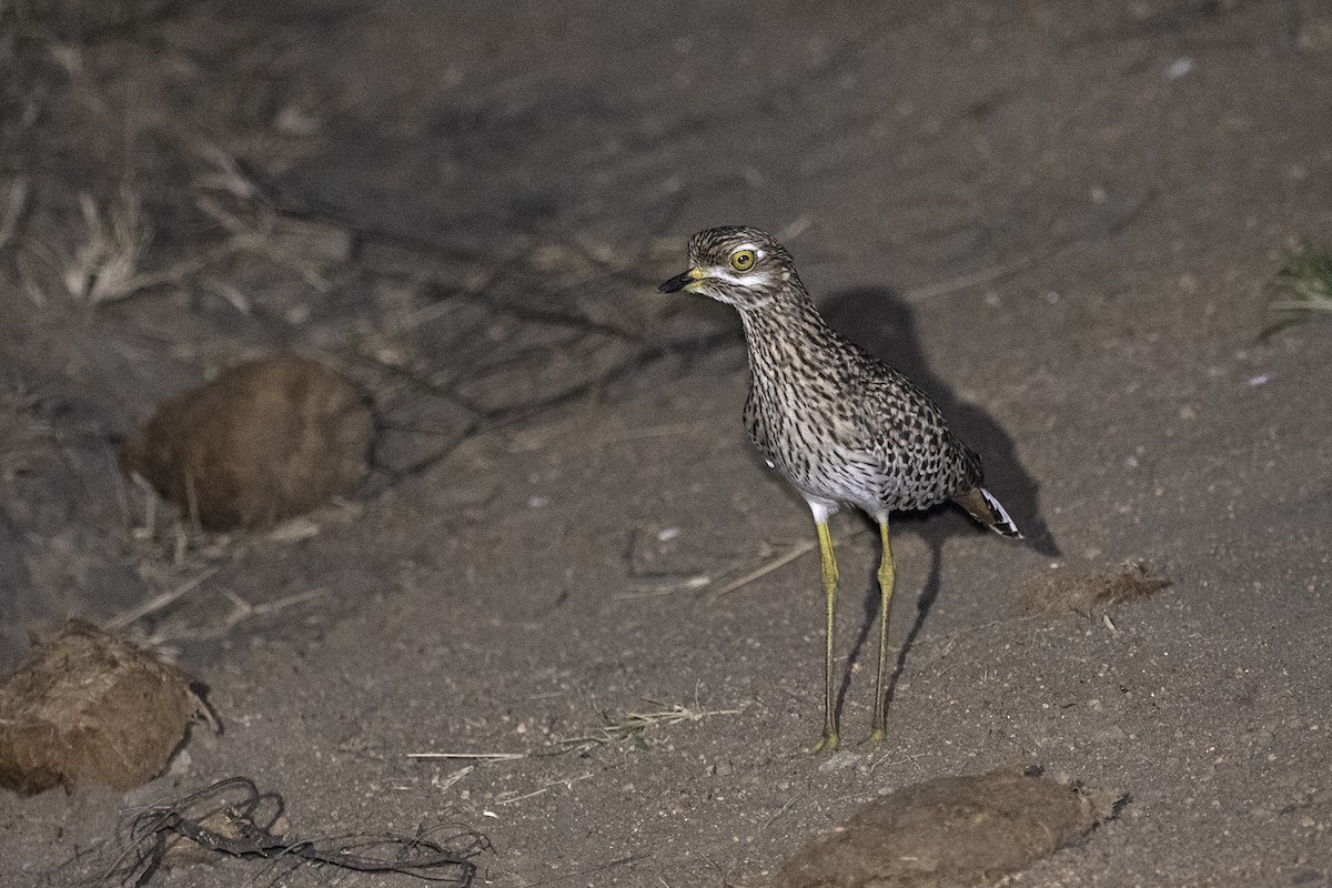 Spotted Thick-knee - ML463165441
