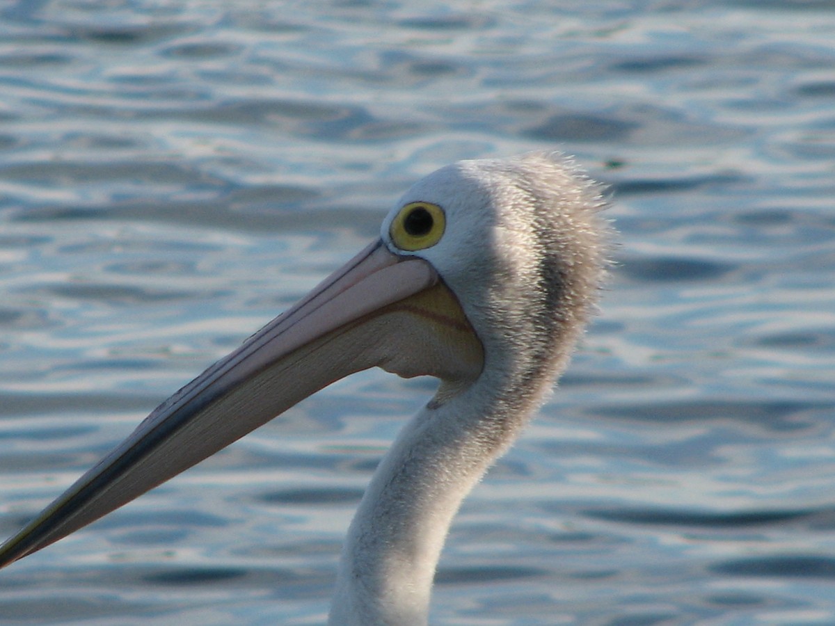Australian Pelican - Matt Hinze