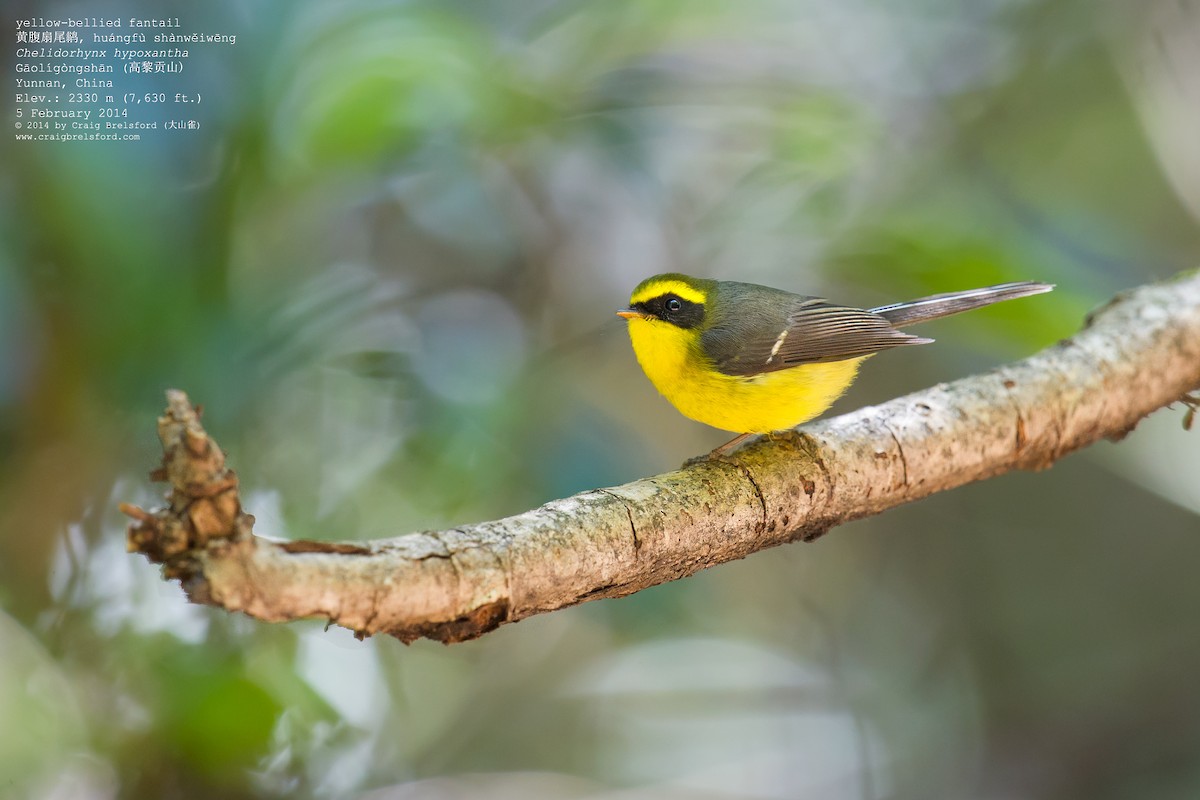 Yellow-bellied Fairy-Fantail - ML46317261