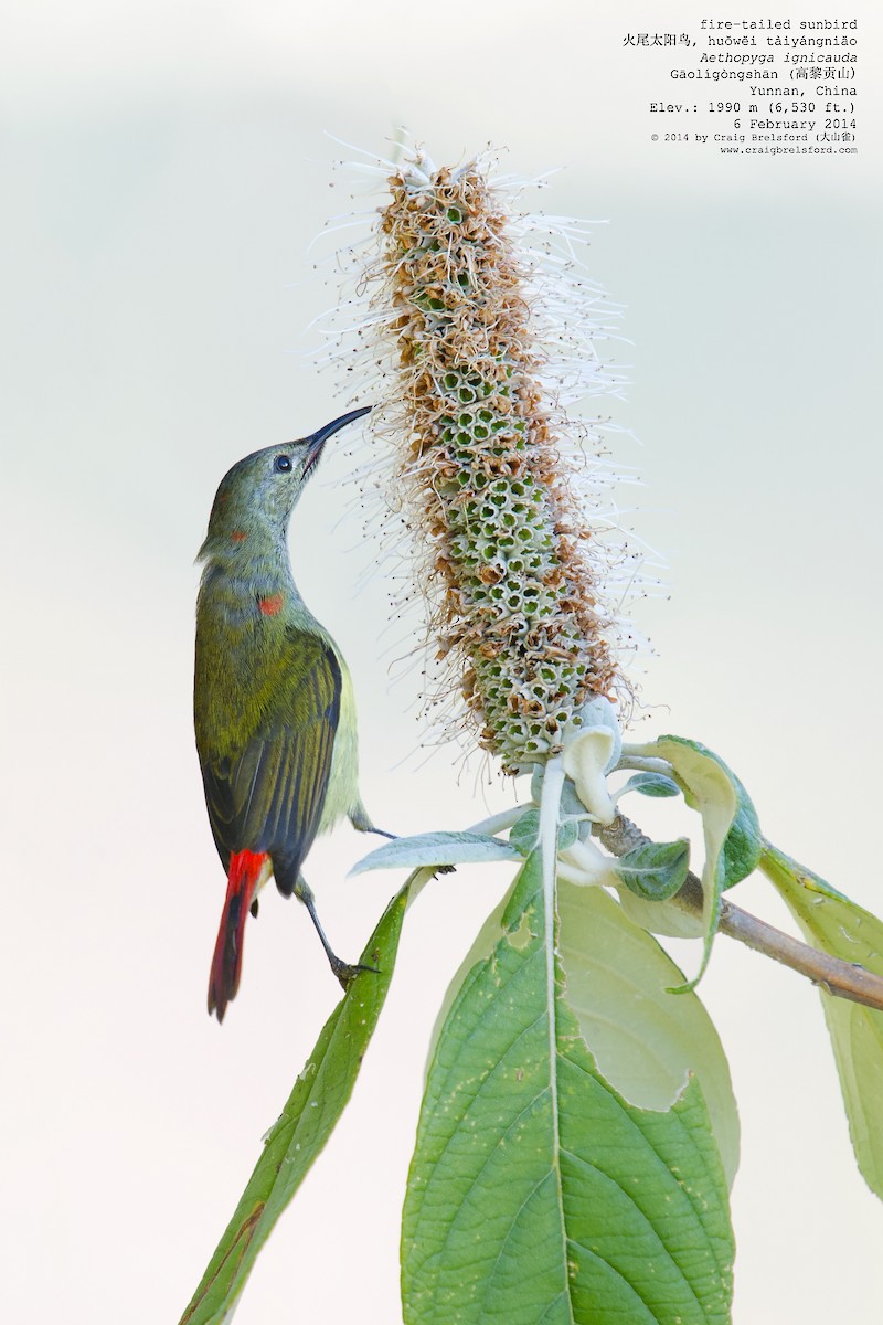 Fire-tailed Sunbird - Craig Brelsford
