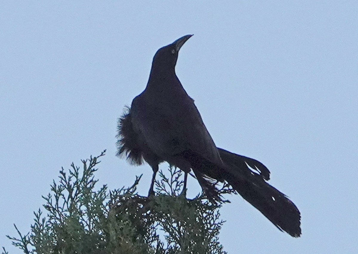Great-tailed Grackle - ML463175391