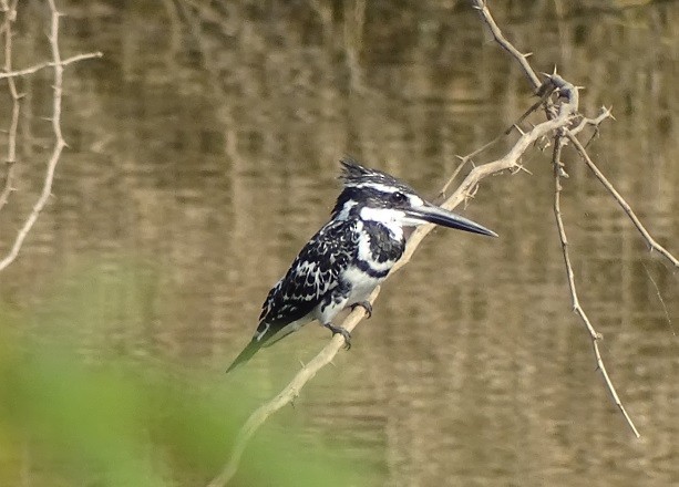 Pied Kingfisher - Sreekumar Chirukandoth