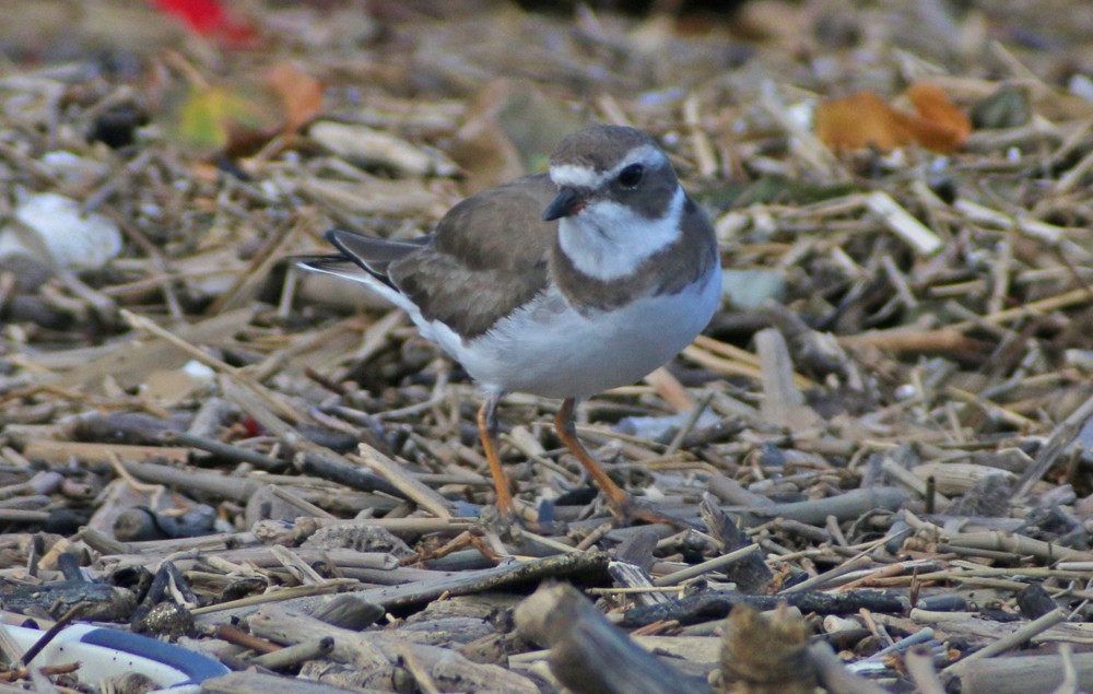 Semipalmated Plover - Corey Finger