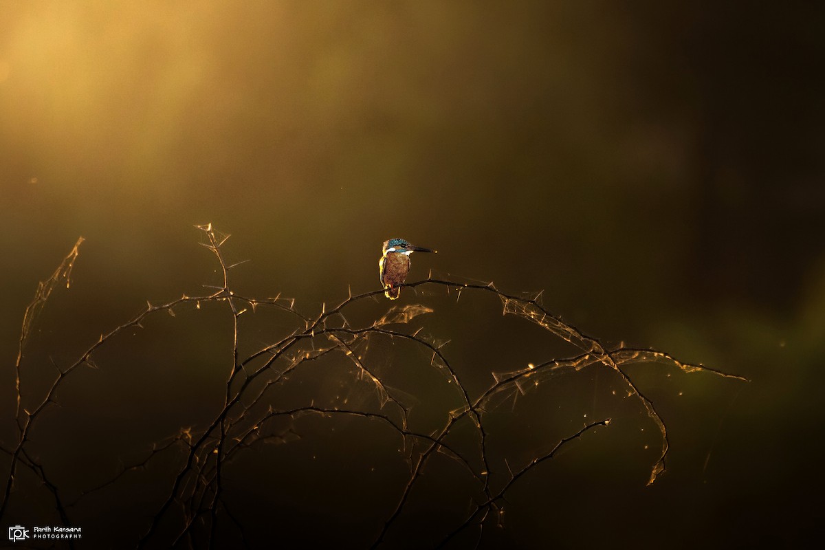 Common Kingfisher - Parth Kansara