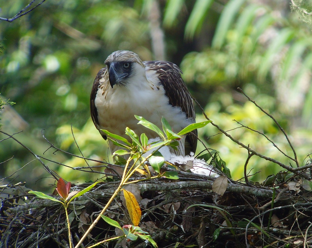 Águila Monera - ML46317961