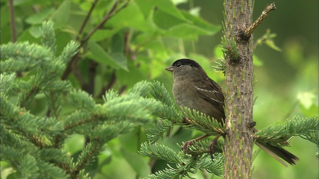 Golden-crowned Sparrow - ML463181