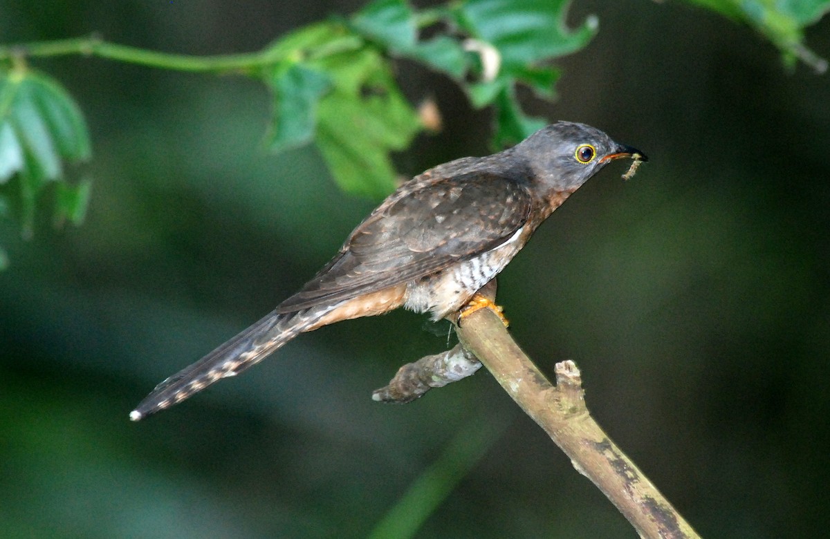 Brush Cuckoo (Sunda) - Nigel Voaden