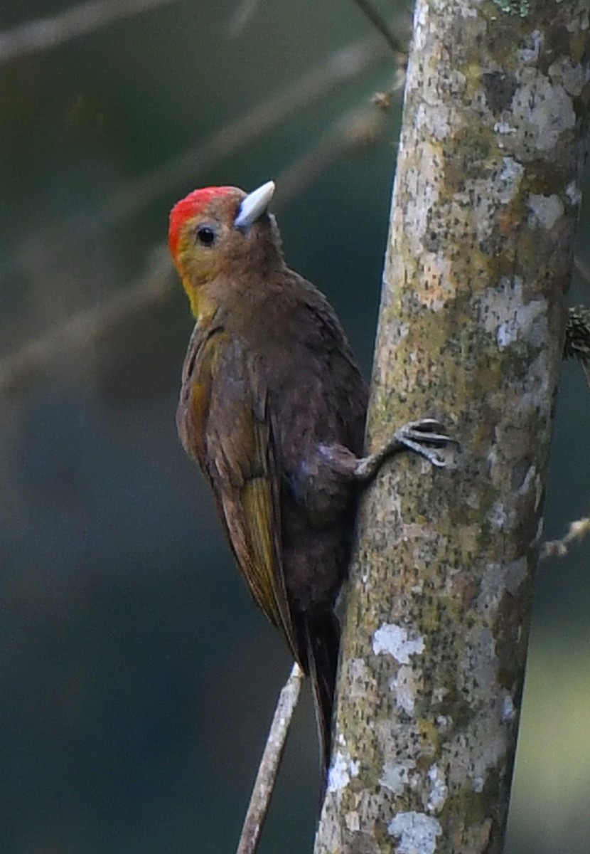 Bamboo Woodpecker - norman wu