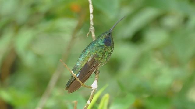 kolibřík modrouchý - ML463189641