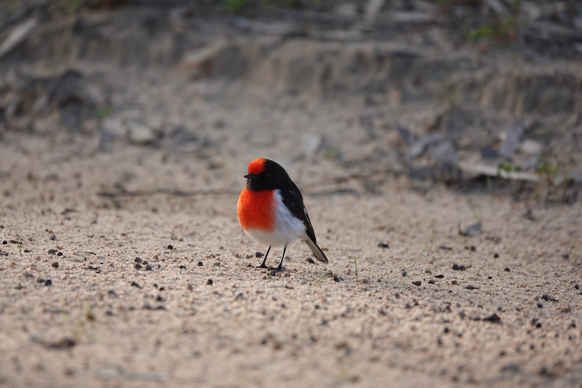 Red-capped Robin - ML463190611
