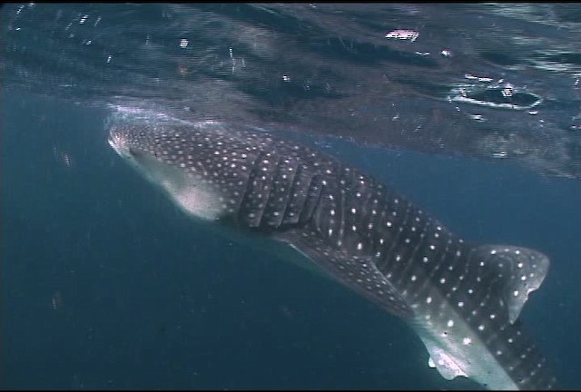 Whale Shark - ML463191