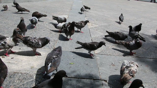 Rock Pigeon (Feral Pigeon) - ML463191161