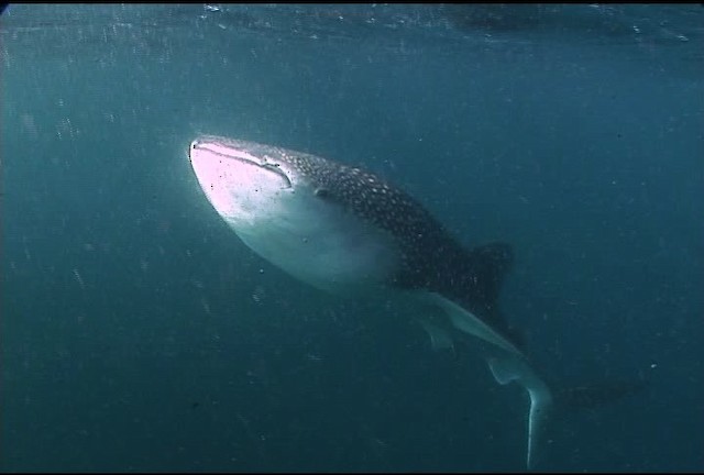 Whale Shark - ML463192