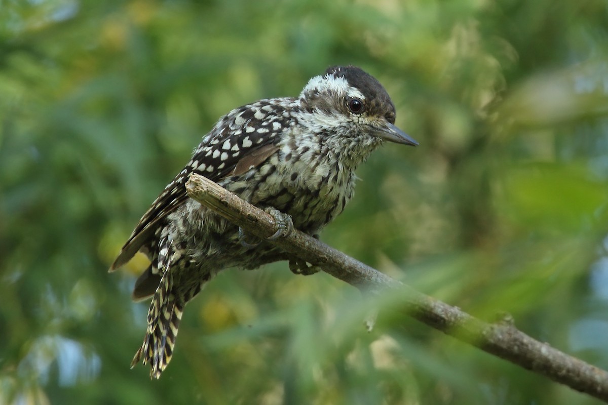 Checkered Woodpecker - Martjan Lammertink