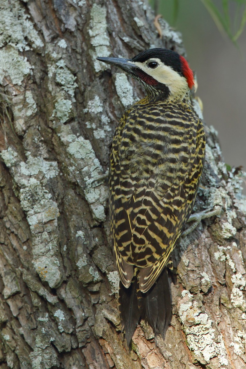Green-barred Woodpecker - ML46319341