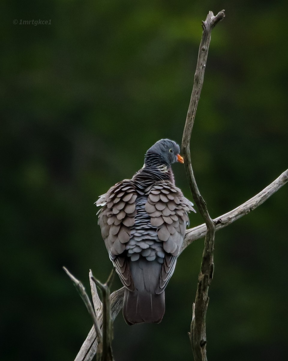 Common Wood-Pigeon - ML463197321
