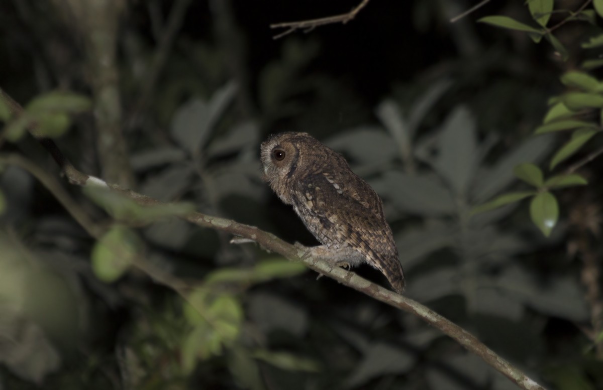 Long-tufted Screech-Owl - ML46319791