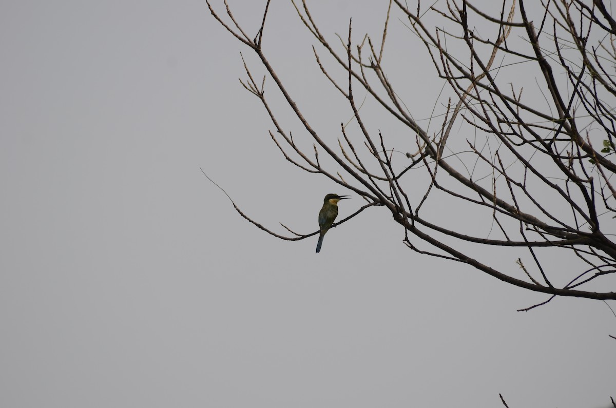 Blue-tailed Bee-eater - Sohail  Madan