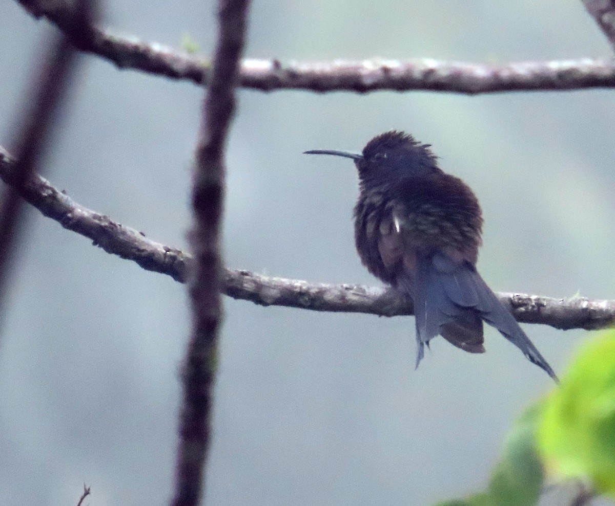 Swallow-tailed Hummingbird - ML463201391