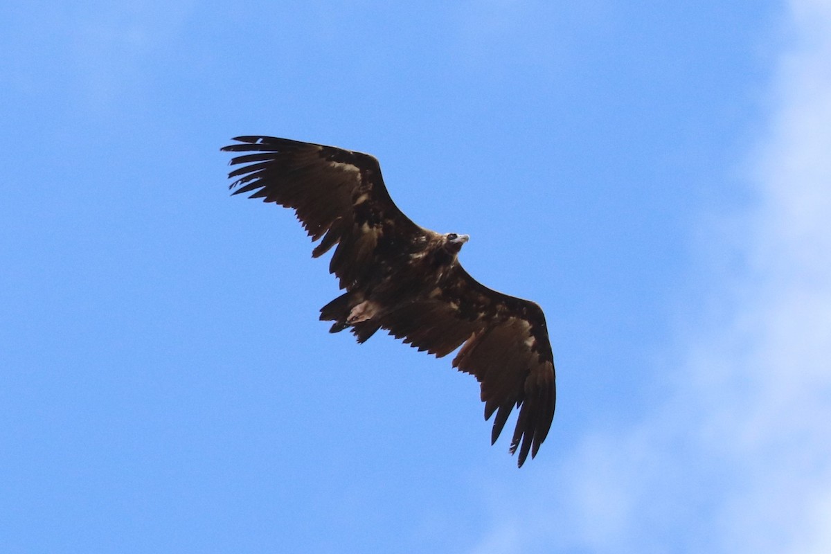 Cinereous Vulture - ML463202541