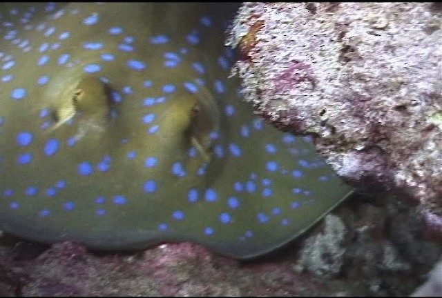 Blue spotted lagoon ray - ML463205
