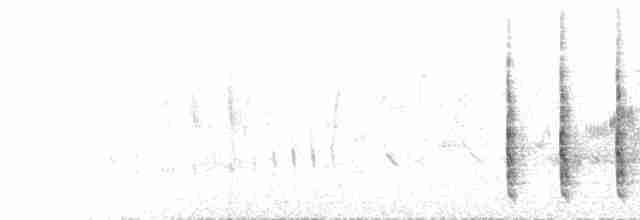 Дрізд гірський (підвид amicorum) - ML463207531