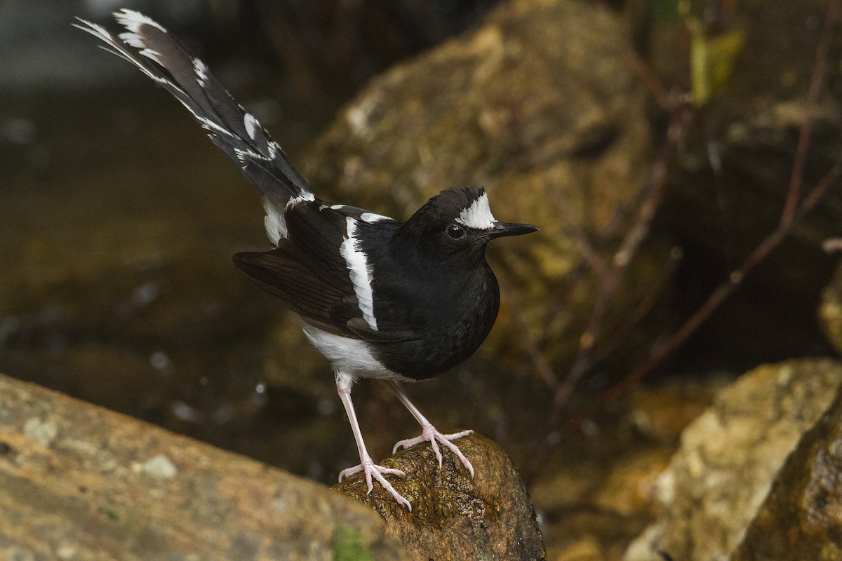 White-crowned Forktail - ML463208171