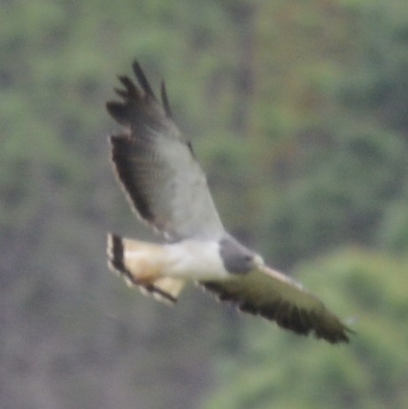 White-tailed Hawk - ML463208341