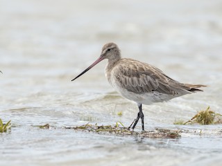 Bar-tailed Godwit - eBird