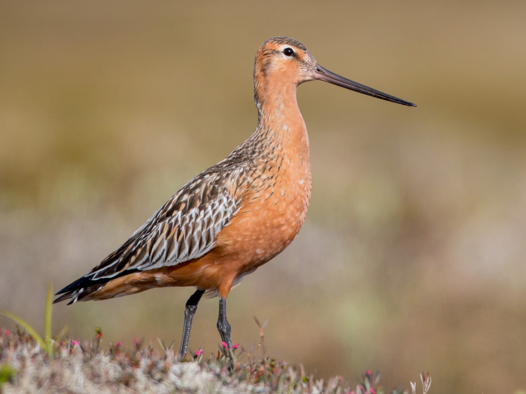 Bar-tailed Godwit - Ian Davies