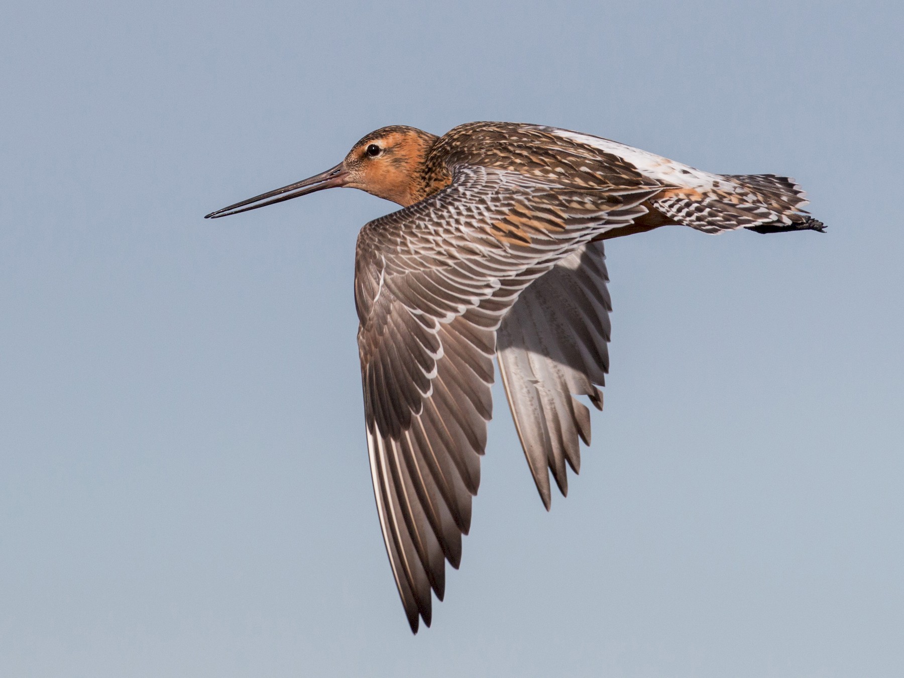 Bar-tailed Godwit - Ian Davies