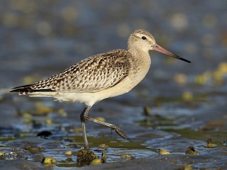 Bar-tailed Godwit - eBird