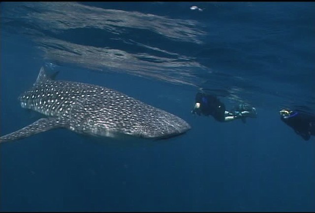 Whale Shark - ML463209
