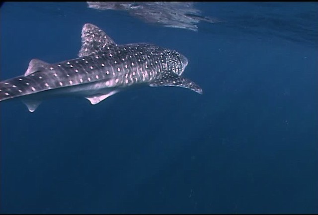 Whale Shark - ML463210