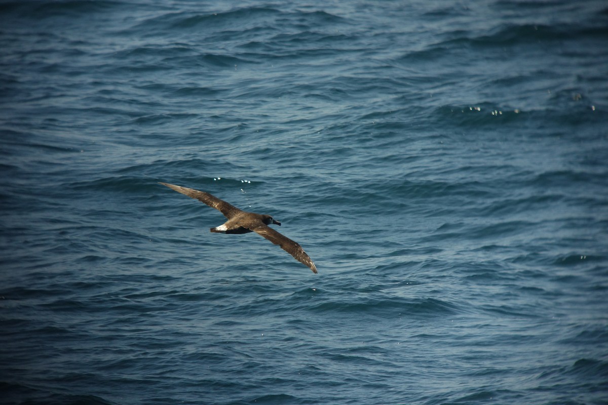 albatros černonohý - ML463210101