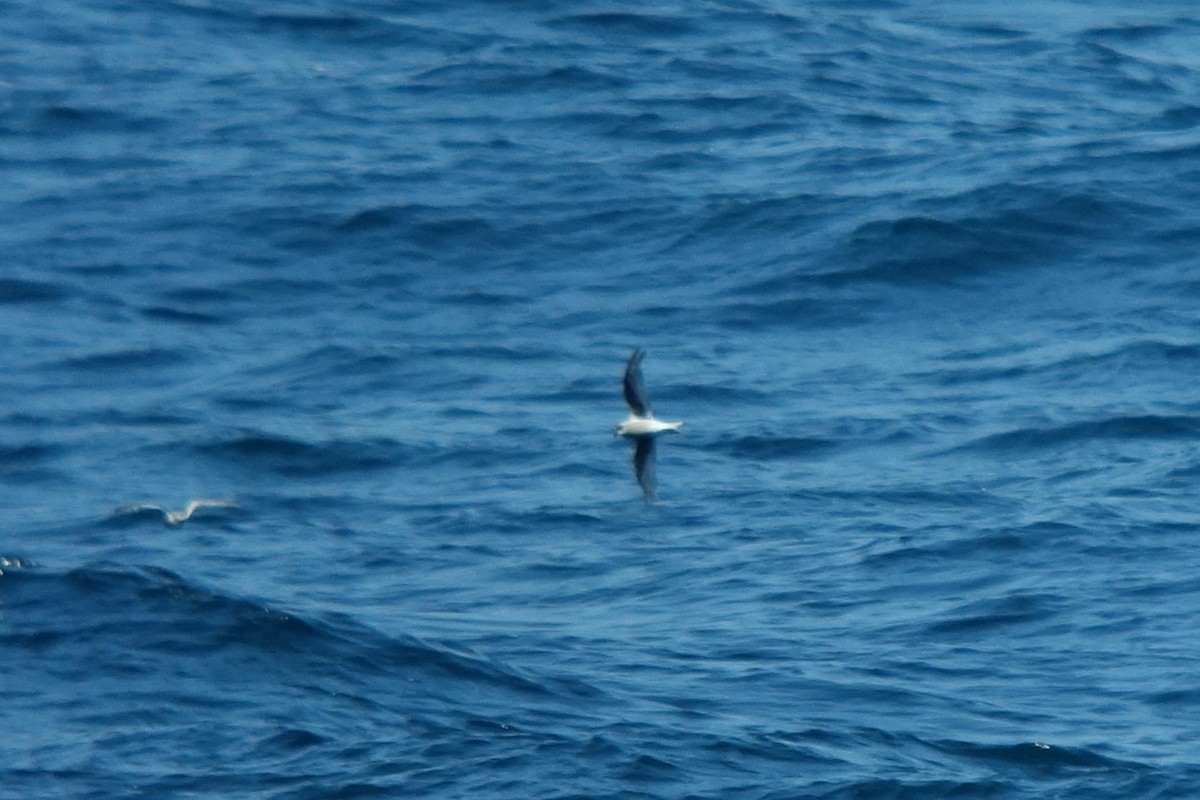 Fork-tailed Storm-Petrel - ML463210121