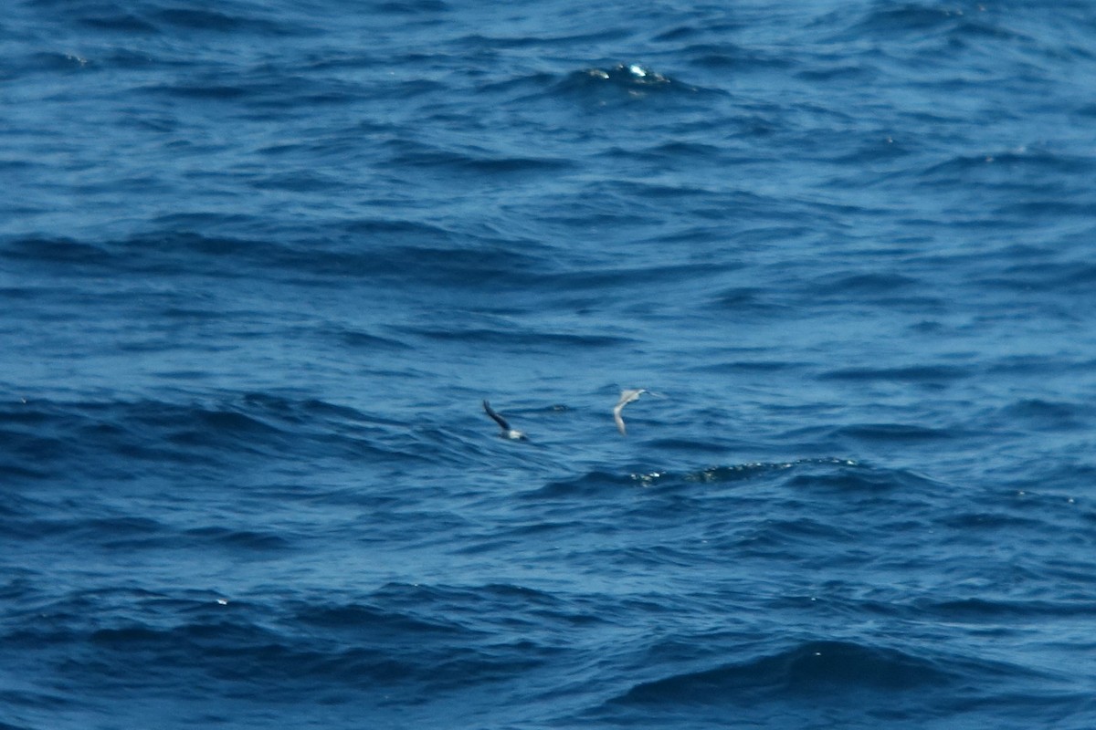Fork-tailed Storm-Petrel - ML463210161