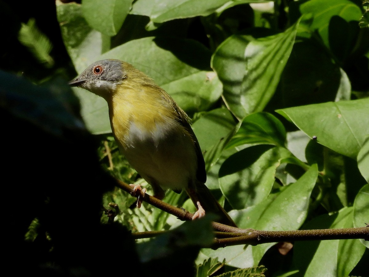 Yellow-breasted Apalis - ML463210771