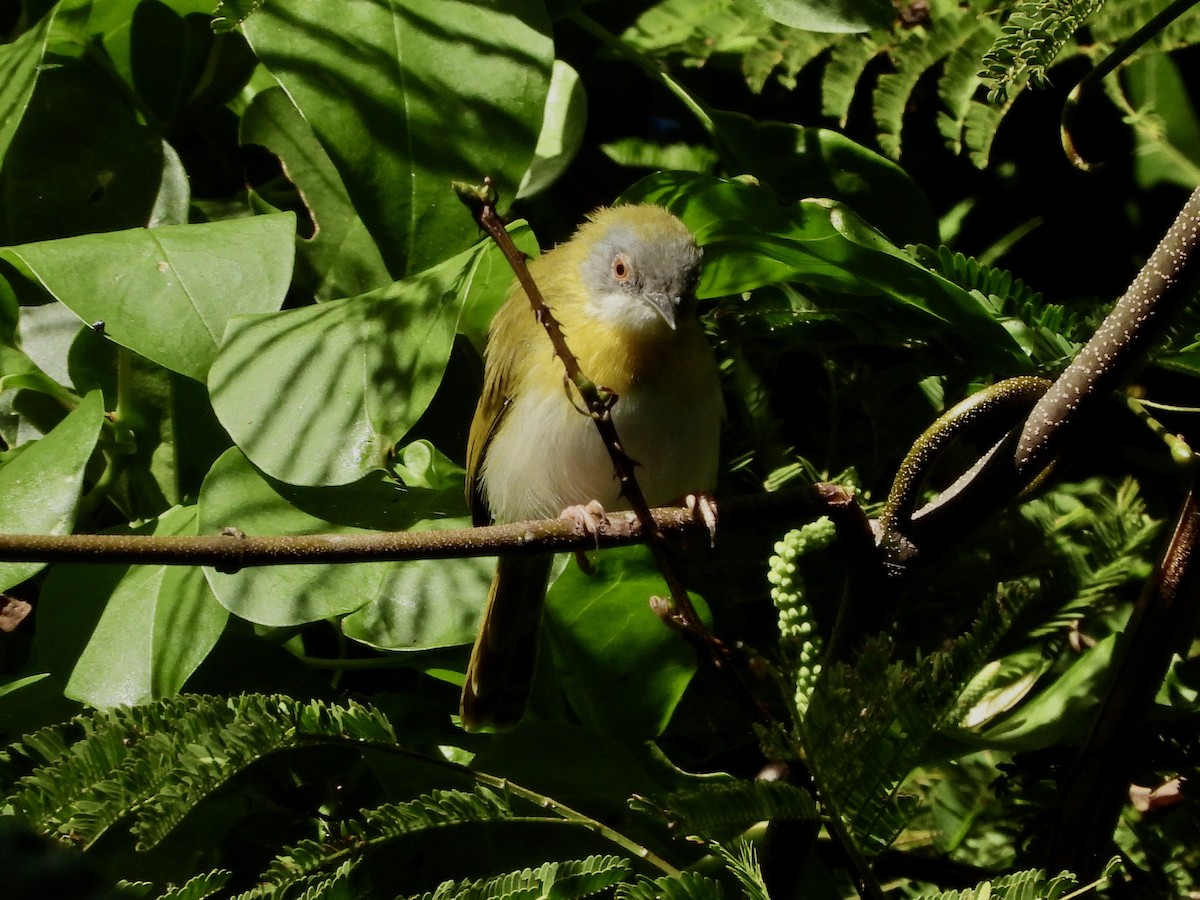 Yellow-breasted Apalis - ML463210801