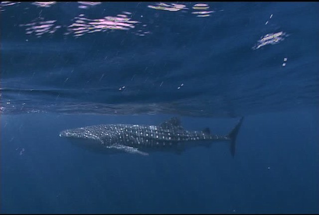 Whale Shark - ML463211