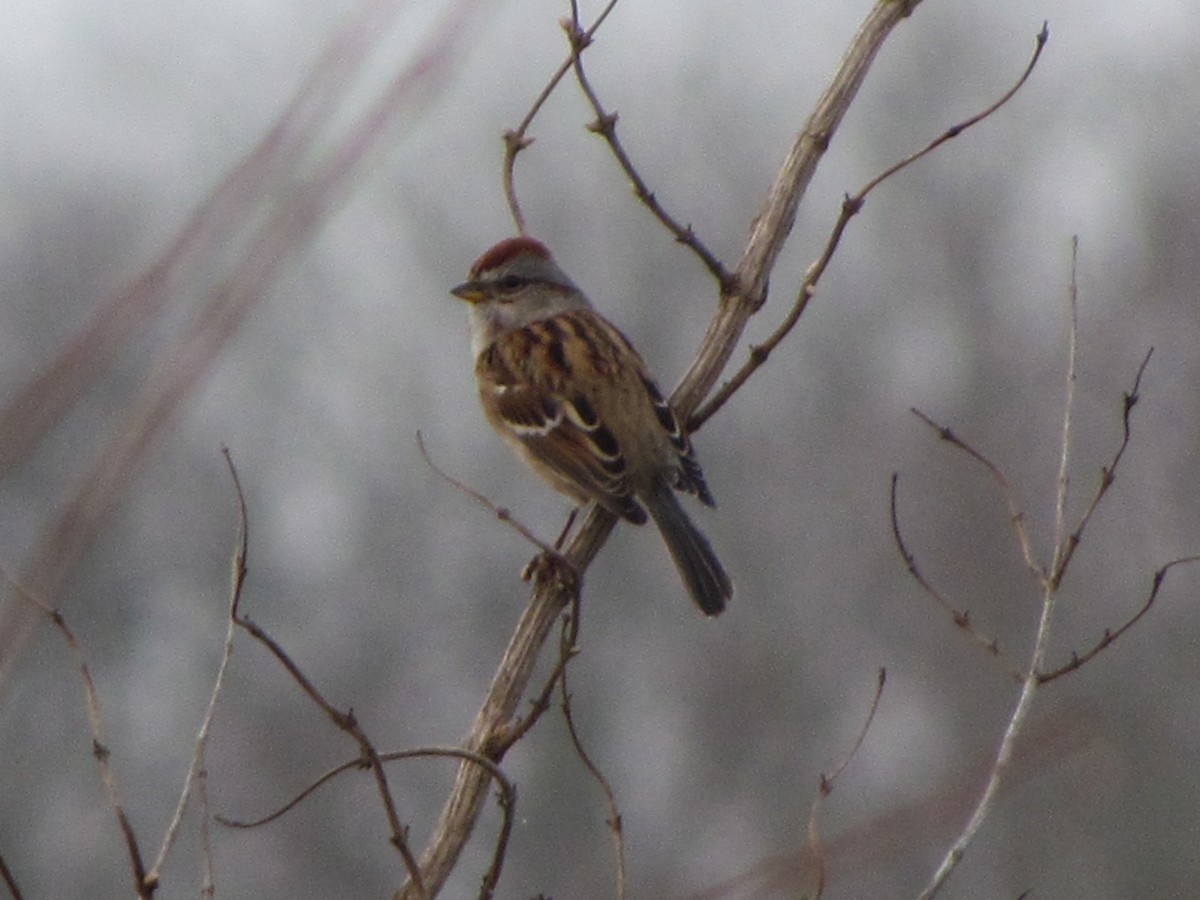 American Tree Sparrow - Susan Brauning