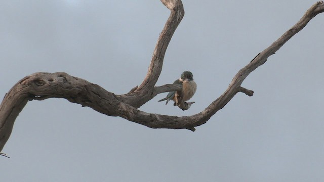 Sacred Kingfisher (Australasian) - ML463213251